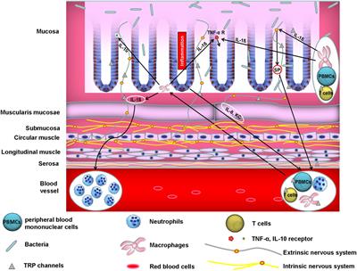 Functional Role of Transient Receptor Potential Channels in Immune Cells and Epithelia